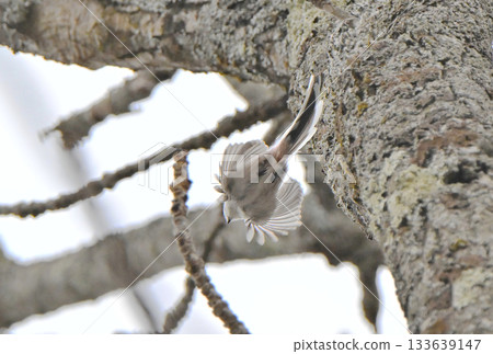 A long-tailed tit takes off from a nest it is building in a park in Hokkaido in winter 133639147