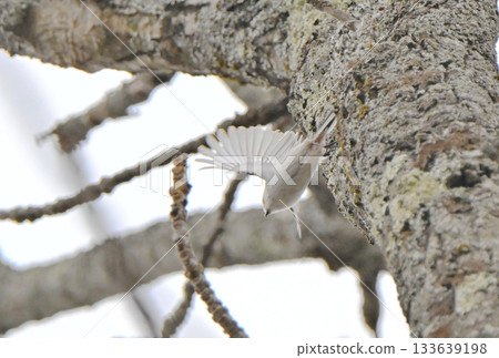A long-tailed tit takes off from a nest it is building in a park in Hokkaido in winter 133639198