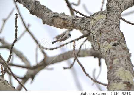 冬天,一隻長尾山雀飛回北海道公園的巢穴。 冬天,一隻長尾山雀飛回北海道公園的巢穴。 133639218