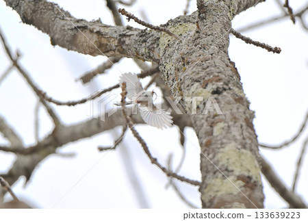 冬天，一隻長尾山雀飛回北海道公園的巢穴。 133639223