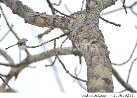 冬天,一隻長尾山雀飛回北海道公園的巢穴。 冬天,一隻長尾山雀飛回北海道公園的巢穴。 133639251