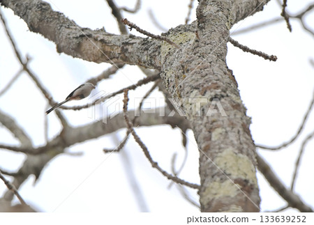 冬天,一隻長尾山雀飛回北海道公園的巢穴。 冬天,一隻長尾山雀飛回北海道公園的巢穴。 133639252
