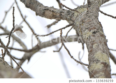 A long-tailed tit flies back to its nest in a park in Hokkaido in winter A long-tailed tit flies back to its nest in a park in Hokkaido in winter 133639259