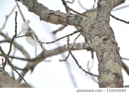 A long-tailed tit flies back to its nest in a park in Hokkaido in winter A long-tailed tit flies back to its nest in a park in Hokkaido in winter 133639260