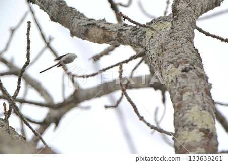 A long-tailed tit flies back to its nest in a park in Hokkaido in winter A long-tailed tit flies back to its nest in a park in Hokkaido in winter 133639261