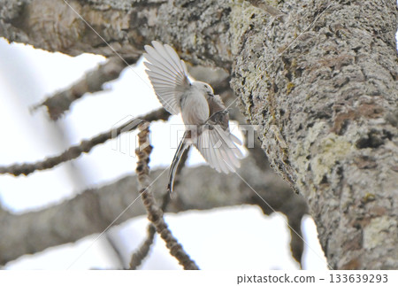 A long-tailed tit flies back to its nest in a park in Hokkaido in winter A long-tailed tit flies back to its nest in a park in Hokkaido in winter 133639293