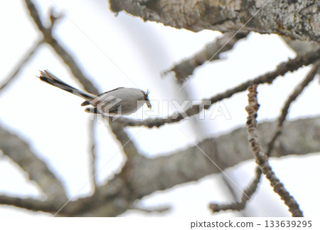 冬天，一隻長尾山雀飛回北海道公園的巢穴。 133639295
