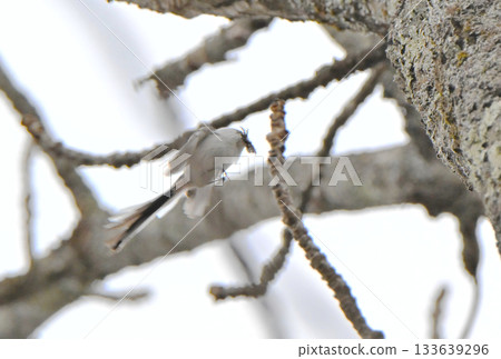 冬天，一隻長尾山雀飛回北海道公園的巢穴。 133639296