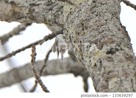 冬天，一隻長尾山雀飛回北海道公園的巢穴。 133639297