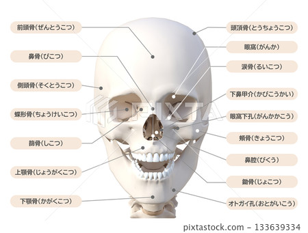 Skull, head bones, 3D illustration, face up, front Skull, head bones, 3D illustration, face up, front 133639334