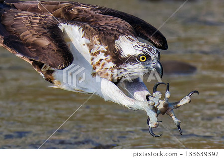 Close-up of a diving osprey 133639392