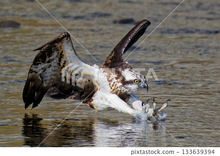 Osprey with its claws touching the water surface Osprey with its claws touching the water surface 133639394