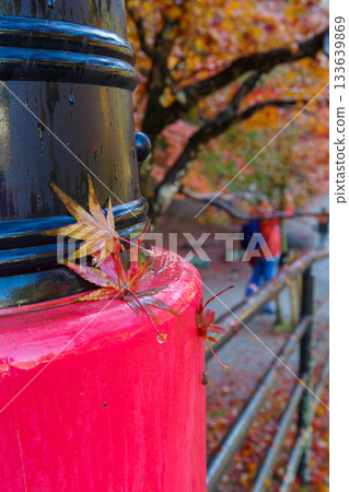 The railings of Taizuki Bridge in autumn, wet with morning dew (Korankei, Asukecho, Toyota City, Aichi Prefecture) The railings of Taizuki Bridge in autumn, wet with morning dew (Korankei, Asukecho, Toyota City, Aichi Prefecture) 133639869