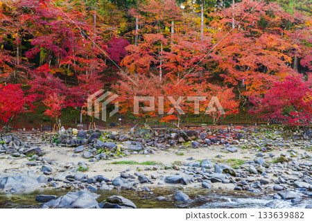 香嵐溪和巴川的秋葉(愛知縣豐田市足助町) 香嵐溪和巴川的秋葉(愛知縣豐田市足助町) 133639882