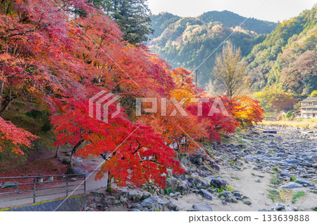 香嵐溪和巴川的秋葉(愛知縣豐田市足助町) 香嵐溪和巴川的秋葉(愛知縣豐田市足助町) 133639888