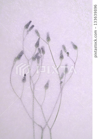 A collaboration of Japanese paper and wild plants [Background material] 133639896