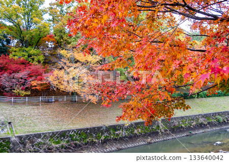 奈良縣龍田川沿岸的紅楓 133640042