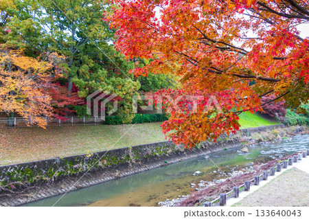 奈良縣龍田川沿岸的紅楓 133640043