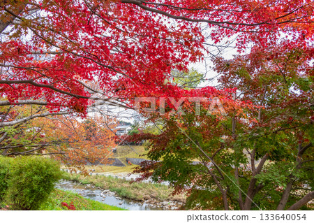 Maple trees along the Tatsuta River in Nara Prefecture 133640054