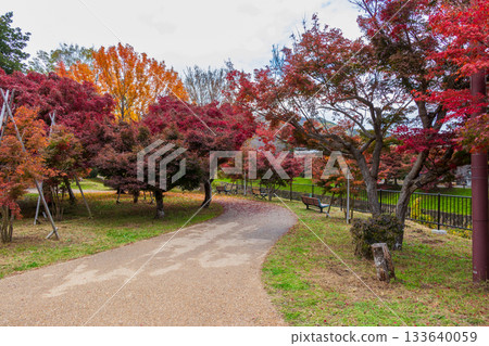 被紅葉染紅的辰田公園散步路 133640059
