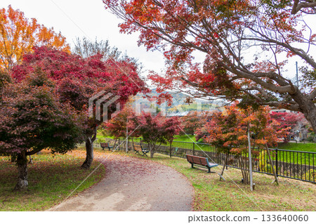 被紅葉染紅的辰田公園散步路 133640060