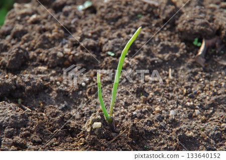 Red onion seedlings planted 133640152