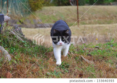 一隻家貓小心翼翼地走在外面 133640393