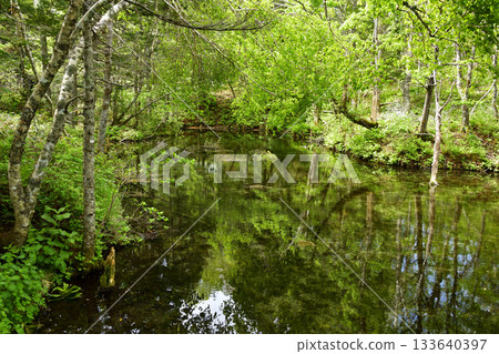 Kaminoko Pond in the season of fresh greenery 133640397