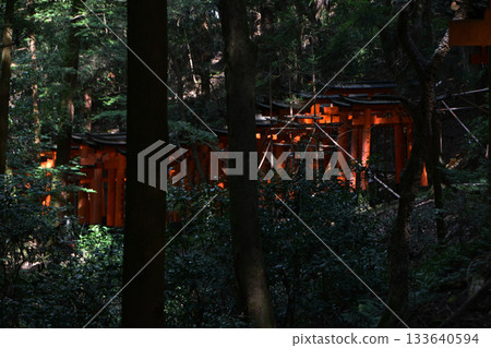 伏見稻荷大社千鳥居（京都府） 133640594