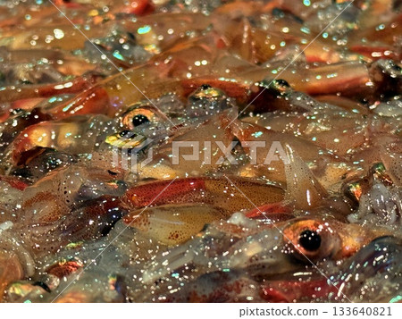 The night view of the firefly squid fishing in Namekawa City, Toyama Prefecture, is famous, and the spectacle of swarms of blue lights has been designated a special natural monument. The night view of the firefly squid fishing in Namekawa City, Toyama Prefecture, is famous, and the spectacle of swarms of blue lights has been designated a special natural monument. 133640821