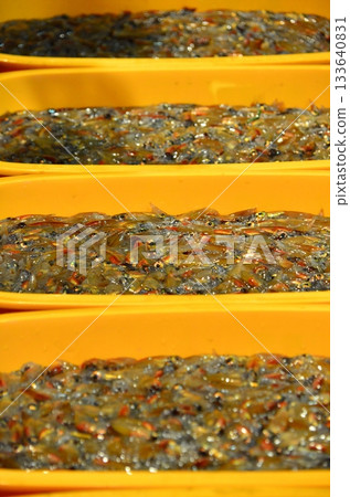 The night view of the firefly squid fishing in Namekawa City, Toyama Prefecture, is famous, and the spectacle of swarms of blue lights has been designated a special natural monument. 133640831