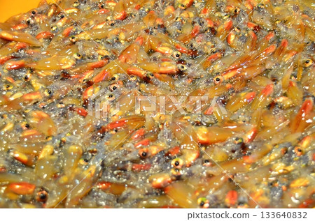 The night view of the firefly squid fishing in Namekawa City, Toyama Prefecture, is famous, and the spectacle of swarms of blue lights has been designated a special natural monument. The night view of the firefly squid fishing in Namekawa City, Toyama Prefecture, is famous, and the spectacle of swarms of blue lights has been designated a special natural monument. 133640832