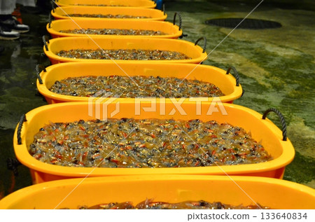 The night view of the firefly squid fishing in Namekawa City, Toyama Prefecture, is famous, and the spectacle of swarms of blue lights has been designated a special natural monument. 133640834
