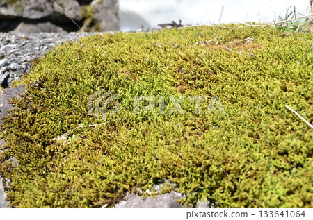 富山縣愛之倉合掌造風格村莊的冬季景色。愛之倉位於五箇山縣白川鄉,是個擁有合掌造風格房屋和優美景色的村莊。 富山縣愛之倉合掌造風格村莊的冬季景色。愛之倉位於五箇山縣白川鄉,是個擁有合掌造風格房屋和優美景色的村莊。 133641064