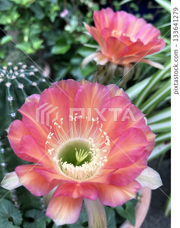 Large flowers of Echinopsis (cactus) Large flowers of Echinopsis (cactus) 133641279