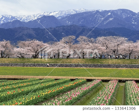 富山縣旭町的「春季四重奏」是一幅美麗的四層景觀，包括櫻花、田野裡的油菜花、鬱金香和立山山脈。 133641306