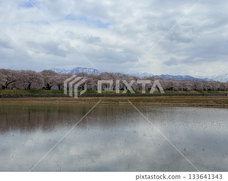 富山縣旭町的「春季四重奏」是一幅美麗的四層景觀，包括櫻花、田野裡的油菜花、鬱金香和立山山脈。 133641343