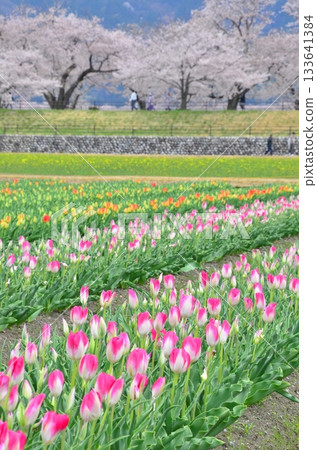 富山縣旭町的「春季四重奏」是一幅美麗的四層景觀，包括櫻花、田野裡的油菜花、鬱金香和立山山脈。 133641384