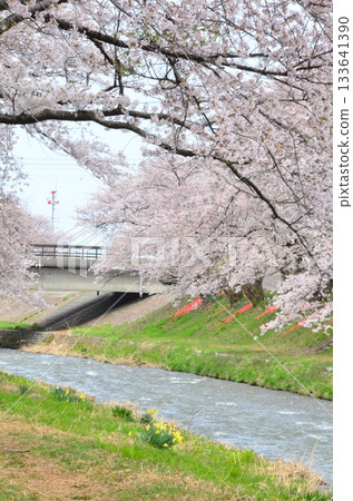 富山縣旭町的「春季四重奏」是一幅美麗的四層景觀，包括櫻花、田野裡的油菜花、鬱金香和立山山脈。 133641390