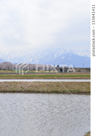 富山縣旭町的「春季四重奏」是一幅美麗的四層景觀，包括櫻花、田野裡的油菜花、鬱金香和立山山脈。 133641411