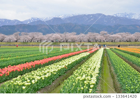 富山縣旭町的「春季四重奏」是一幅美麗的四層景觀,包括櫻花、田野裡的油菜花、鬱金香和立山山脈。 富山縣旭町的「春季四重奏」是一幅美麗的四層景觀,包括櫻花、田野裡的油菜花、鬱金香和立山山脈。 133641420