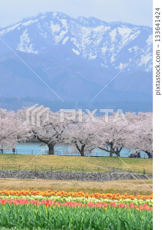 富山縣旭町的「春季四重奏」是一幅美麗的四層景觀,包括櫻花、田野裡的油菜花、鬱金香和立山山脈。 富山縣旭町的「春季四重奏」是一幅美麗的四層景觀,包括櫻花、田野裡的油菜花、鬱金香和立山山脈。 133641424