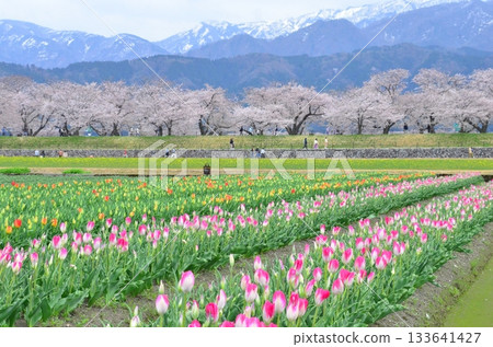 富山縣旭町的「春季四重奏」是一幅美麗的四層景觀,包括櫻花、田野裡的油菜花、鬱金香和立山山脈。 富山縣旭町的「春季四重奏」是一幅美麗的四層景觀,包括櫻花、田野裡的油菜花、鬱金香和立山山脈。 133641427