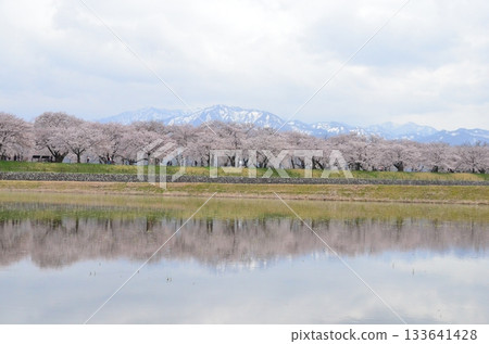 富山縣旭町的「春季四重奏」是一幅美麗的四層景觀,包括櫻花、田野裡的油菜花、鬱金香和立山山脈。 富山縣旭町的「春季四重奏」是一幅美麗的四層景觀,包括櫻花、田野裡的油菜花、鬱金香和立山山脈。 133641428