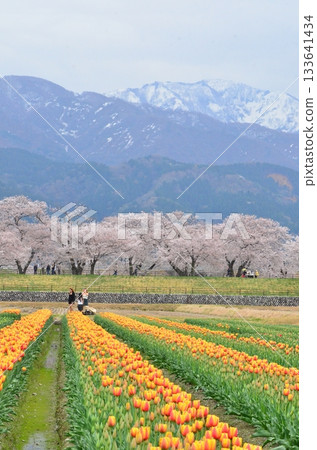 富山縣旭町的「春季四重奏」是一幅美麗的四層景觀,包括櫻花、田野裡的油菜花、鬱金香和立山山脈。 富山縣旭町的「春季四重奏」是一幅美麗的四層景觀,包括櫻花、田野裡的油菜花、鬱金香和立山山脈。 133641434