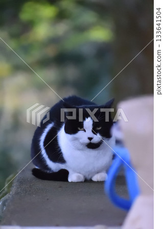 Cat Cat 133641504
