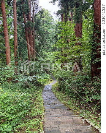 被杉樹環繞的羽狀黑山石階 被杉樹環繞的羽狀黑山石階 133641527