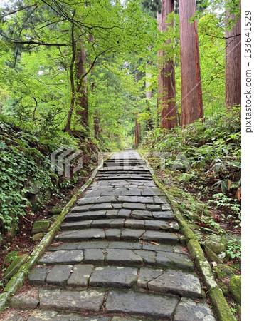 The stone steps of Mount Haguro surrounded by cedar trees The stone steps of Mount Haguro surrounded by cedar trees 133641529