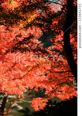 Bright red autumn leaves 133641755