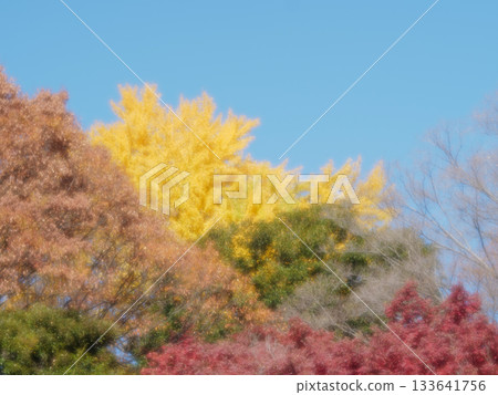 五彩斑斕的秋葉映襯著藍天。 五彩斑斕的秋葉映襯著藍天。 133641756
